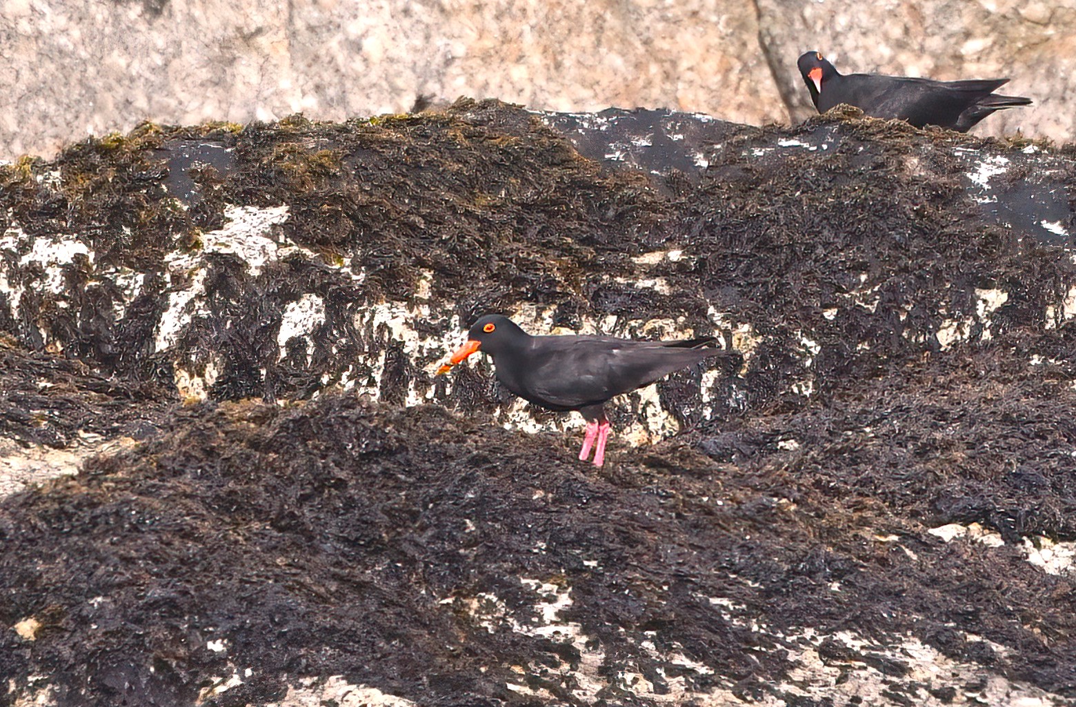 Eurasian Oystercatcher